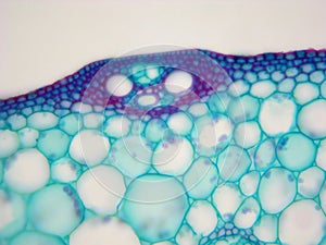 Rice stem, cross section, high power