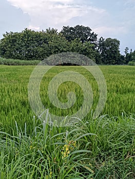 rice that is still green and ready to be fertilized