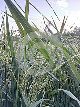 rice that is still raw and increasingly bending