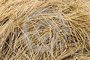 Rice straw background