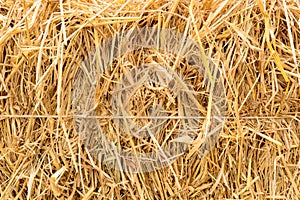 Rice straw background