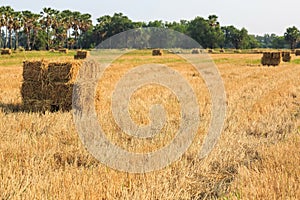 Rice straw bale