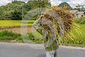 Rice Straw Being Carried to Village Houses