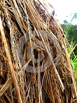 Rice straw close-up in the field