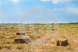 Rice straw in the field with blue sky background