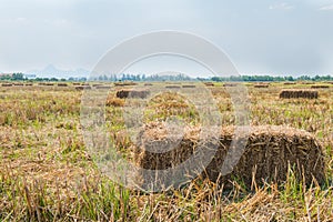 Rice straw in the field with blue sky background