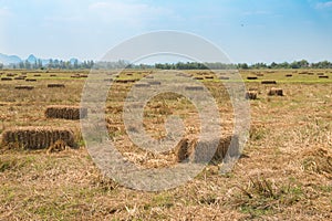 Rice straw in the field with blue sky background