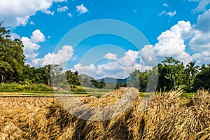 Rice straw, forest, smoky clouds and sky