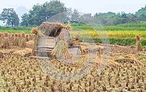 Rice straw hay in paddy field after harvest in rainy overcast weather.