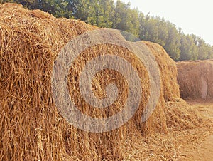 Rice straw heap dried paddy hay piles cattle livestock food la paille deriz, paja de arroz, palha de arroz photo photo