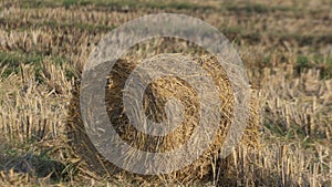 Rice straw rolls, are bundles of rice straw used for composting