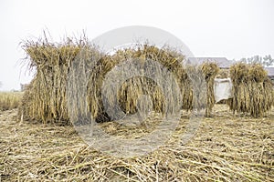 Rice straw shine up before processing for rice grain in the misty field