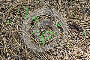 Rice straw soil mulching to prevent weed germinate and keep moisture