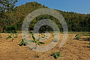 Rice straw soil mulching to prevent weed germinate and keep moisture