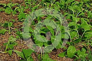 Rice straw soil mulching to prevent weed germinate and keep moisture