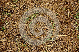 Rice straw soil mulching to prevent weed germinate and keep moisture