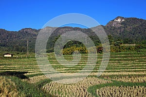 Rice straw in terraced fields after harvesting on mountain areas