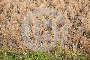 Rice stubble