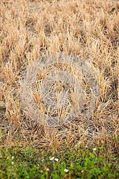 Rice stubble