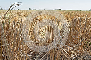 Rice stubble dry in the field, Rice crop