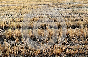 Rice stubble in rice field after harves photo