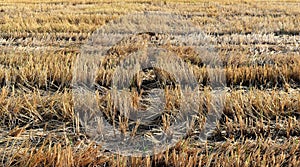 Rice stubble in rice field after harves