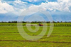 Rice and sugar cane crops at Valle del Cauca in Colombia