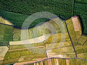 Rice and sugar cane fields in Southern China aerial