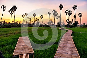 Rice and sugar palm tree farm at dusk, Pathum Thani