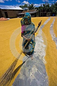 Rice sweeper