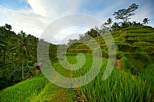 Rice tarrace in mountains on Bali