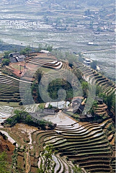Rice terrace