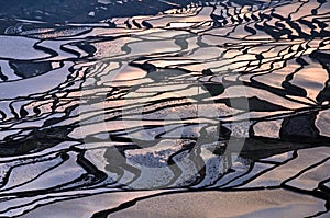 Rice terrace