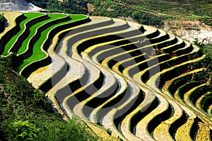 Rice terrace