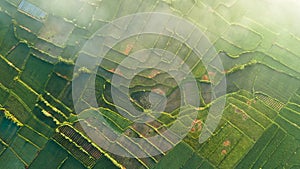 Rice Terrace Aerial Shot. Pictures of beautiful terraced rice fields in the morning when foggy in Lombok