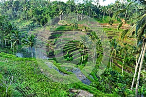 Rice terrace,Bali