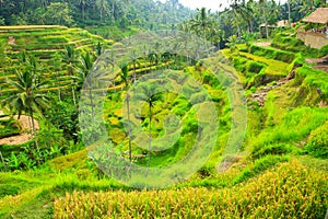 Rice terrace,Bali photo