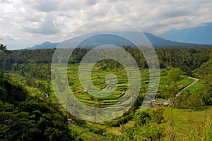 Rice terrace in Bali