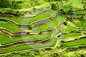 Rice terrace in Bali