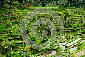 Rice terrace in Bali