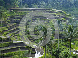 Rice Terrace in Bali, Indonesia