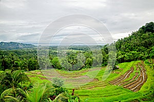 Rice terrace. Bali. Indonesia photo