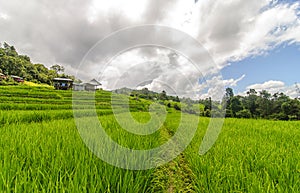Rice Terrace at Ban PaPongPieng
