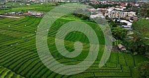 Rice in Terrace, Canggu, Bali, Indonesia. Top view. Drone view of Bali.