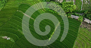 Rice in Terrace, Canggu, Bali, Indonesia. Top view. Drone view of Bali.