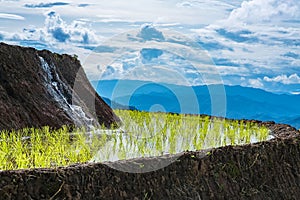 Rice terrace in a cloudy lighting of rainy season in Thailand.