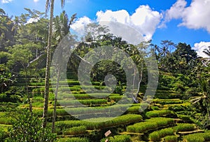 Rice Terrace farm located at Ceking Terrace, Tegallalang