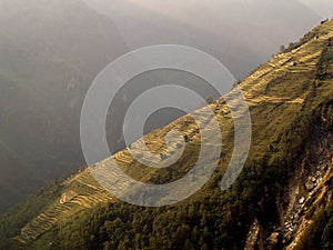 Rice Terrace Field