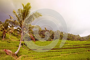 Rice terrace field with palm. Bali, Indonesia.