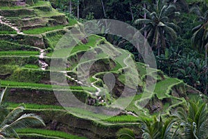 Rice Terrace field